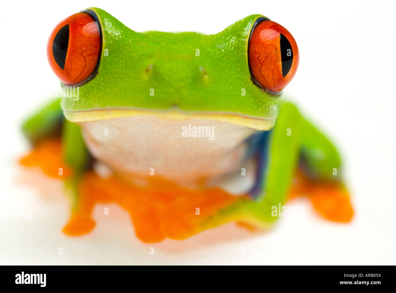 Red Eyed Tree Frog Agalychnis Callidryas Stock Photo Alamy