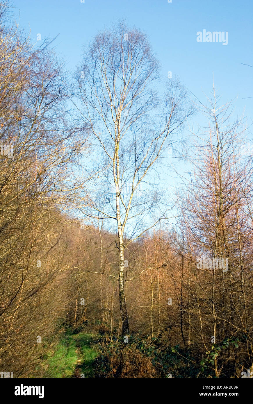 silver birch tree ebbw valley gwent south wales Stock Photo Alamy