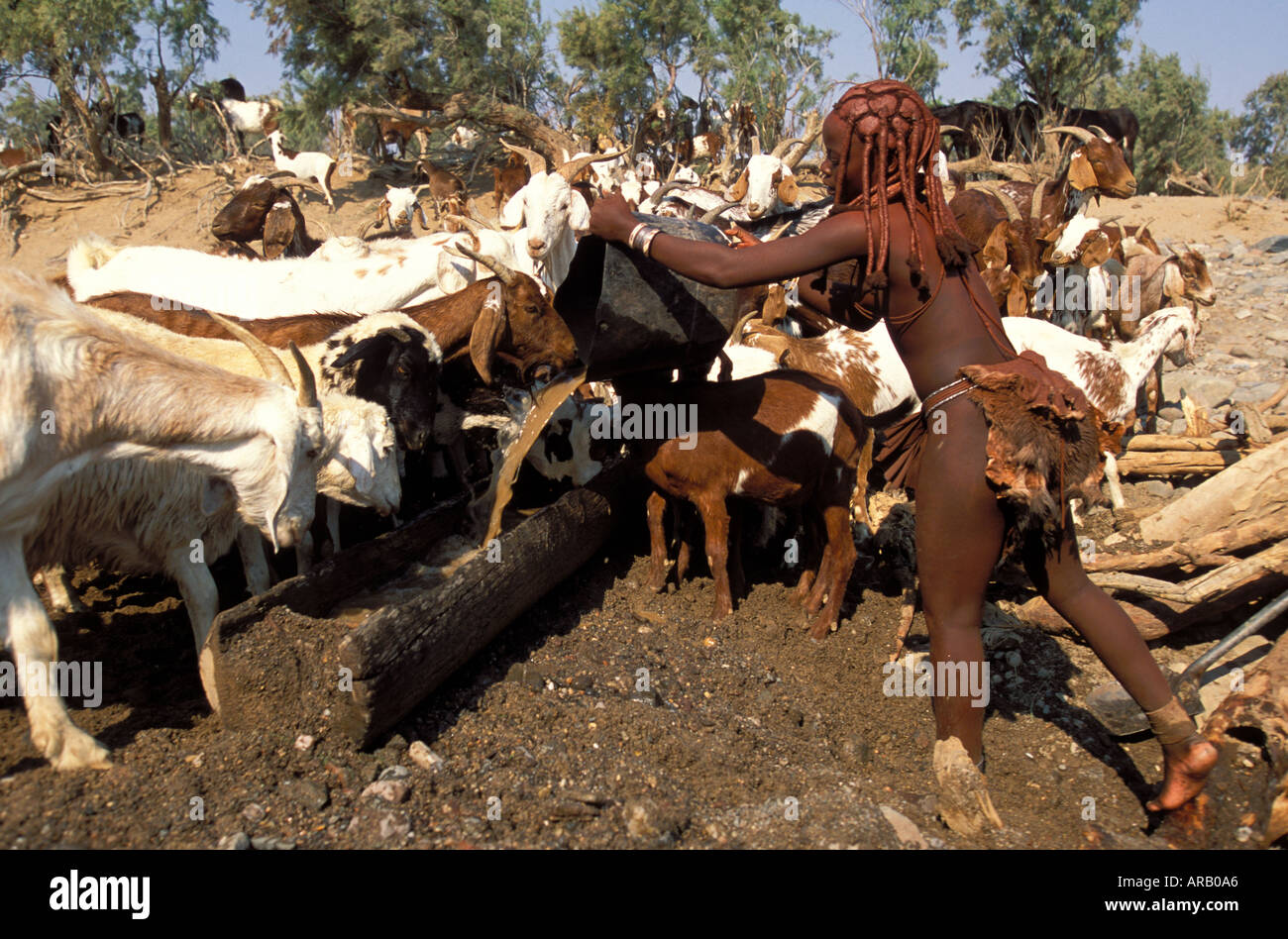 Young Himba Girl Waters Goats Model Released Skeleton Coast NAMIBIA  Stock Photo