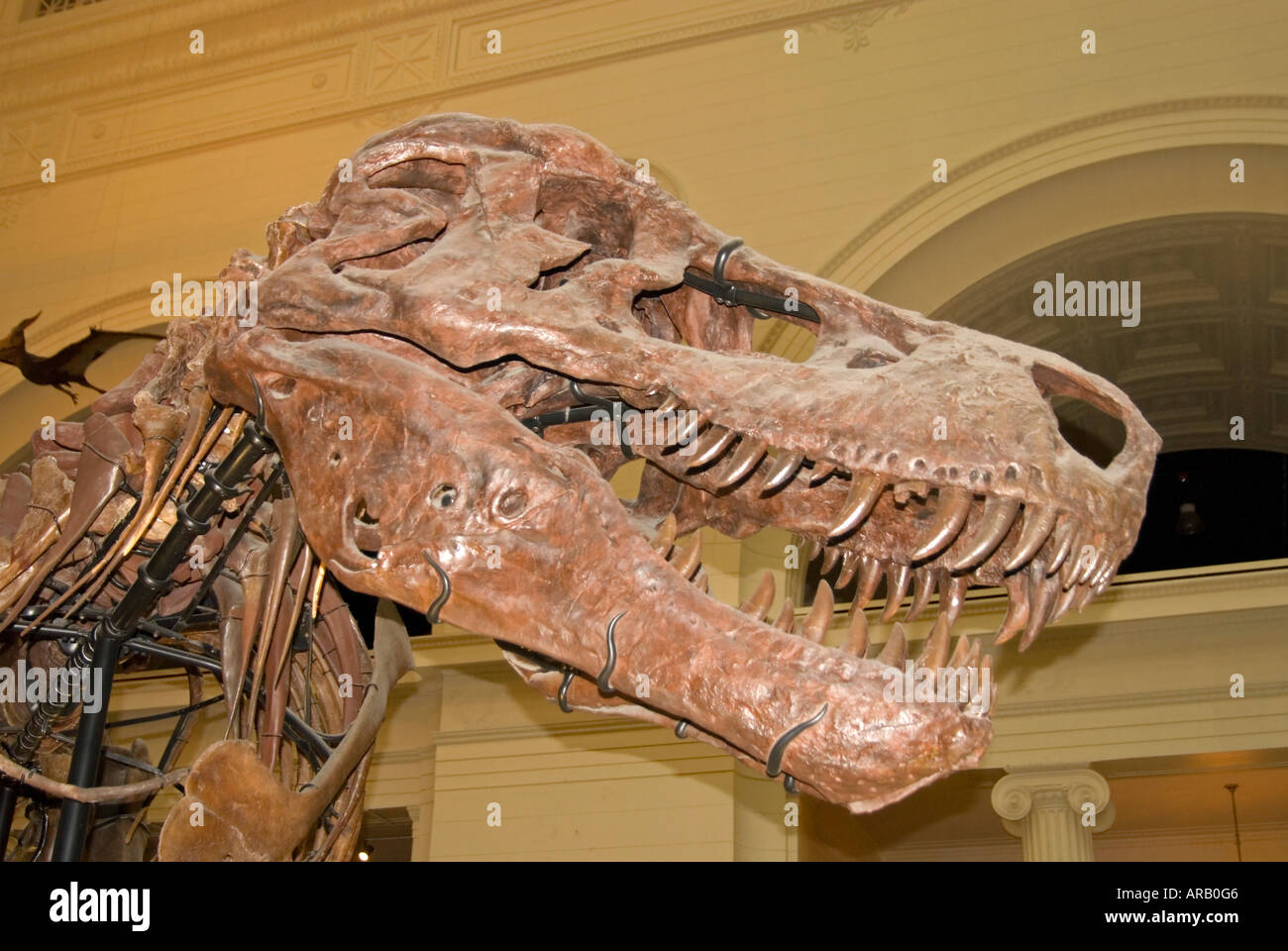 T rex sue skull hi-res stock photography and images - Alamy