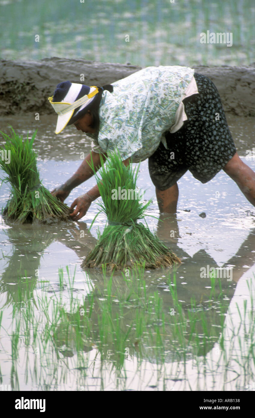 Philippines Woman Farmer Working In Rice Paddy Stock Photo - Alamy