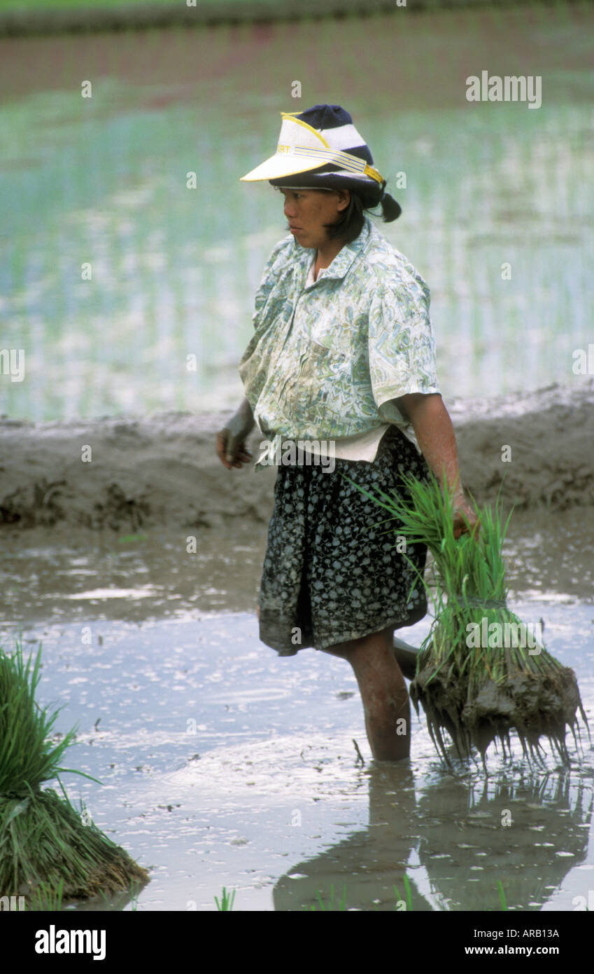Philippines Female Farmer Working In Rice Paddy Stock Photo