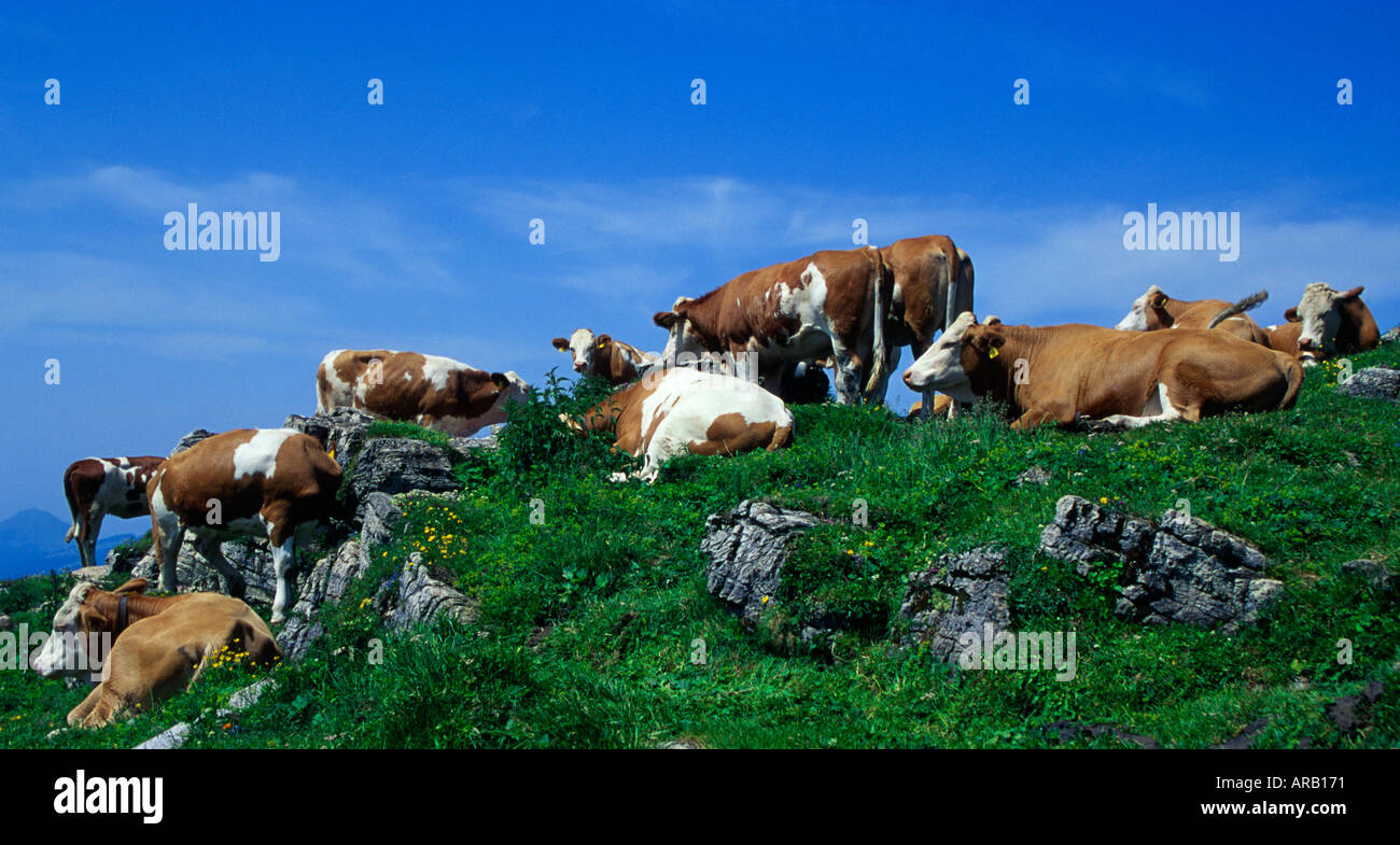 Austrian tyrol cows hi-res stock photography and images - Alamy