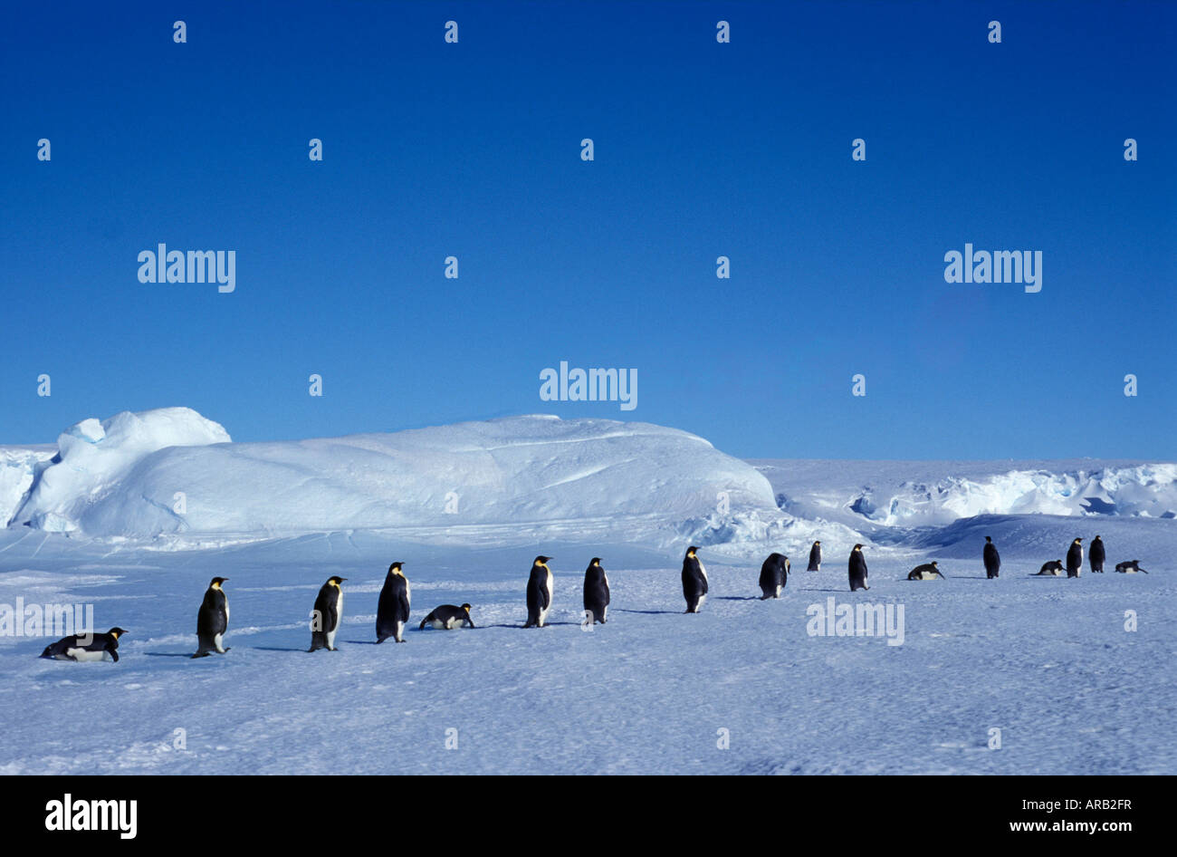 manchot empereur Kaiserpinguin Emperor Penguin Aptenodytes forsteri ...