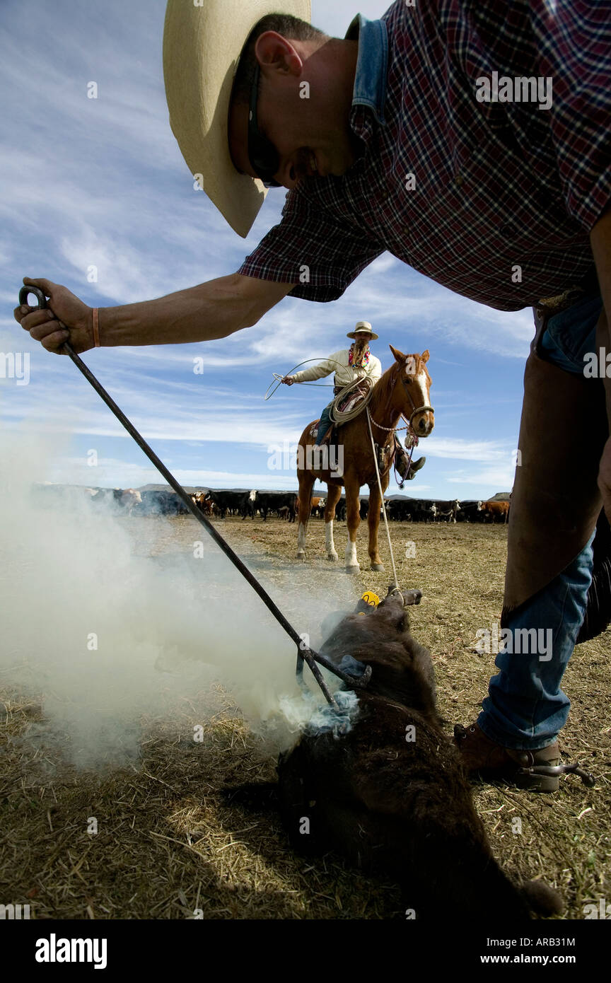 MR Cowboys brand cattle on the Hanley Ranch in the heart of the ION
