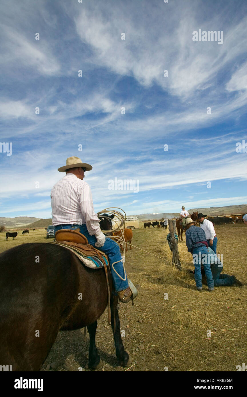 MR Cowboys brand cattle on the Hanley Ranch in the heart of the ION
