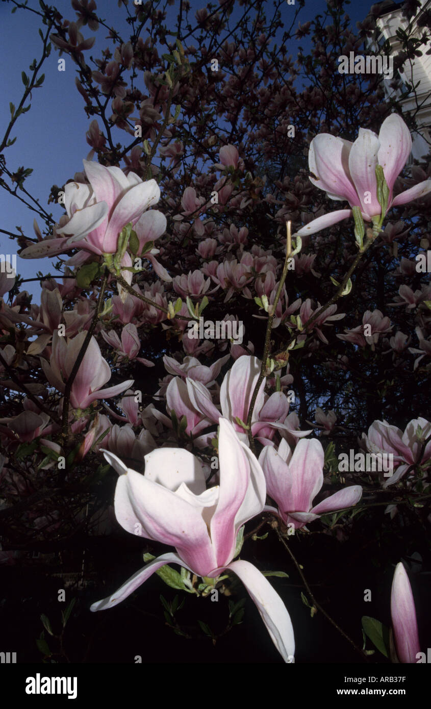 Mangolia tree hi-res stock photography and images - Alamy