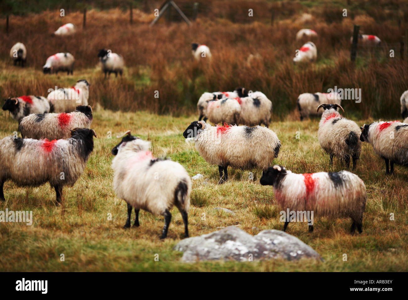 Painted Sheep in Brown Field in Connemara County Galway Republic of