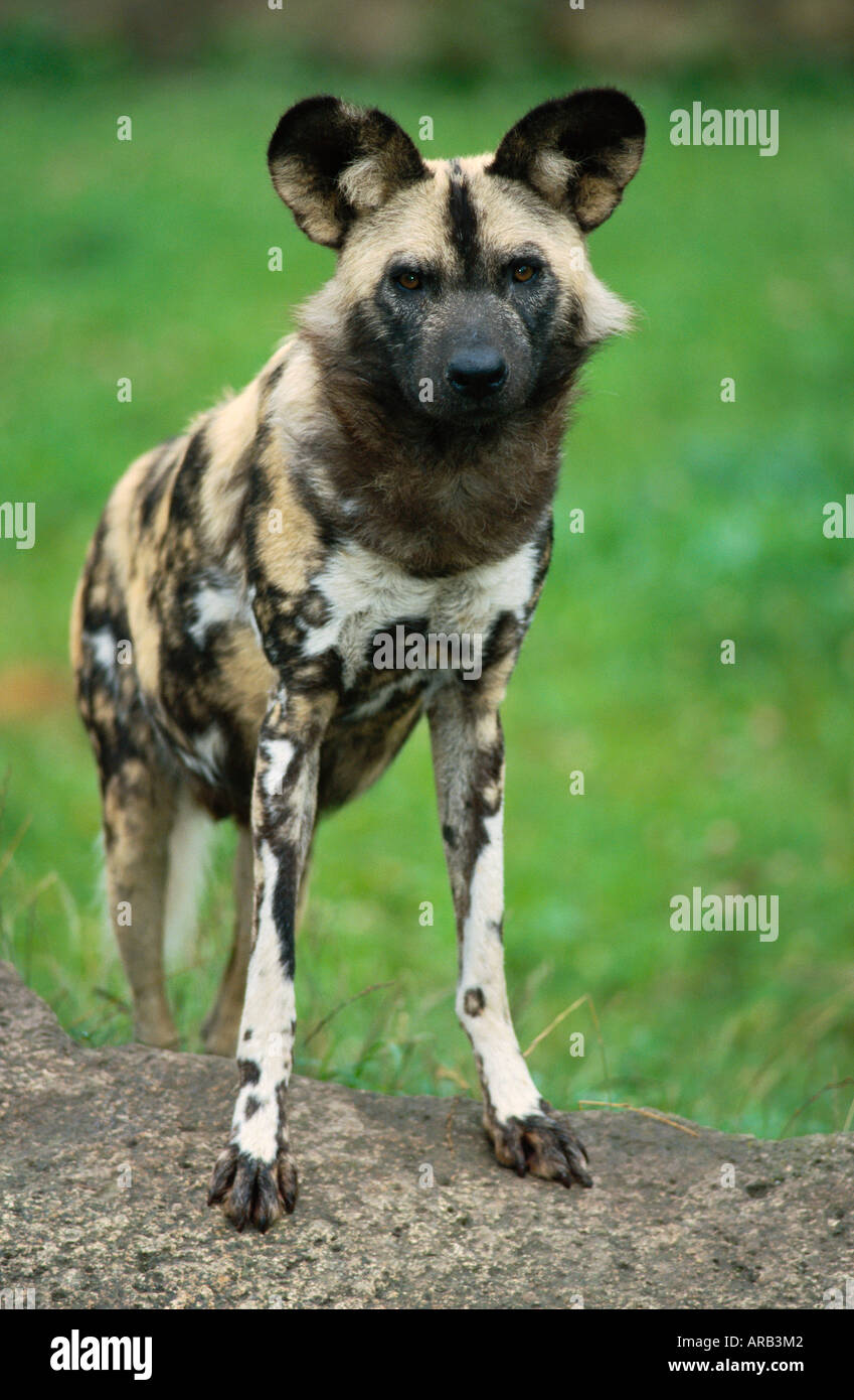 Portrait of African Wild Dog Stock Photo - Alamy