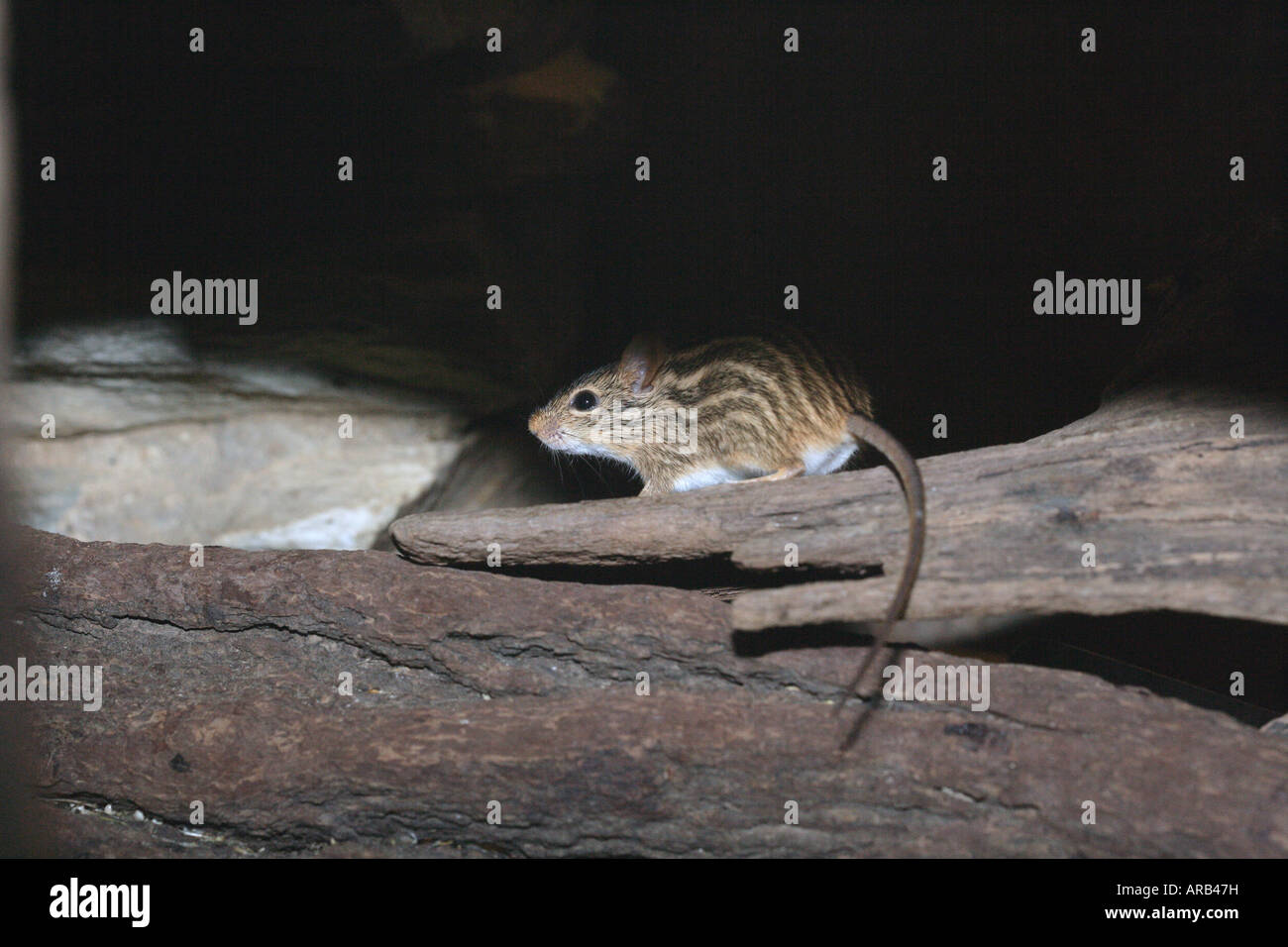 Zebra mouse Lemniscomys barbarus Native to North and Central Africa Stock Photo