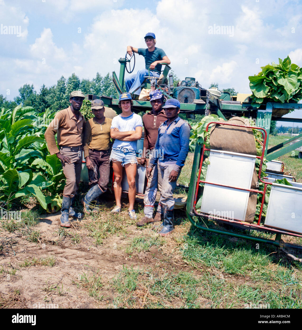 tobacco growing in canada North America and Tobacco Harvesting in Ontario, Canada