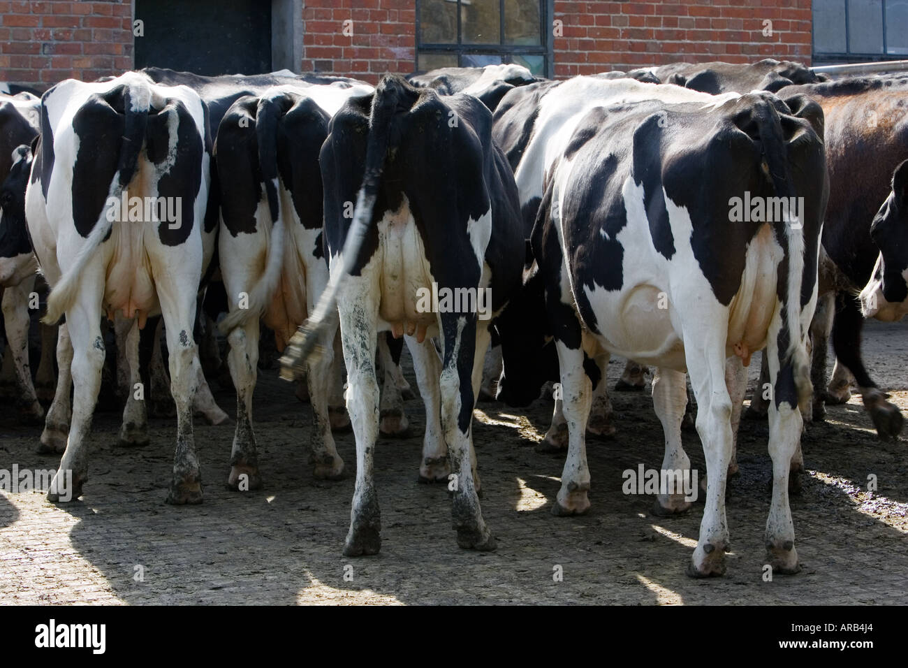 Back and white cows hi-res stock photography and images - Alamy