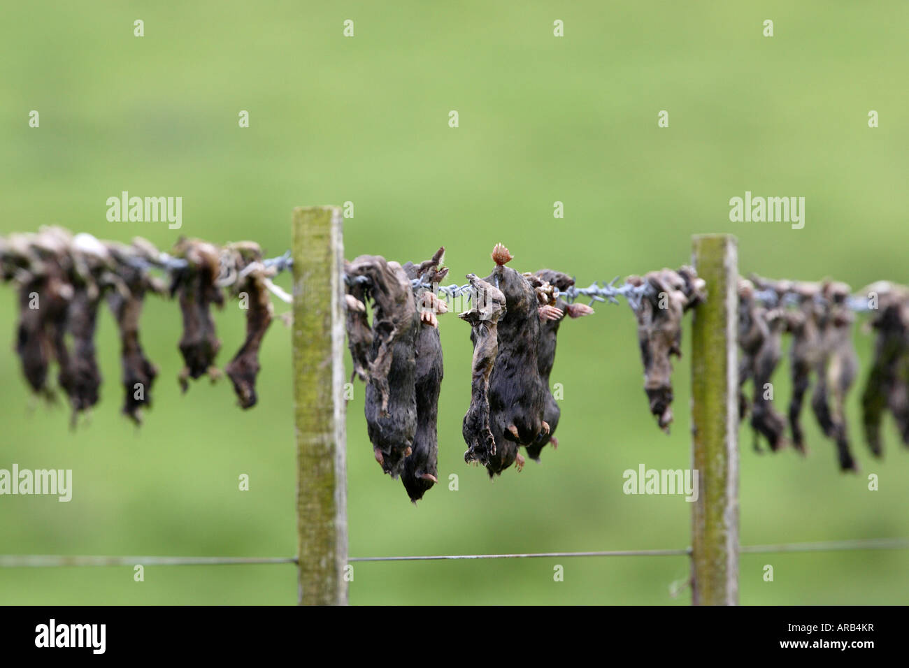 Moles on a Game Keepers Gibbet Stock Photo