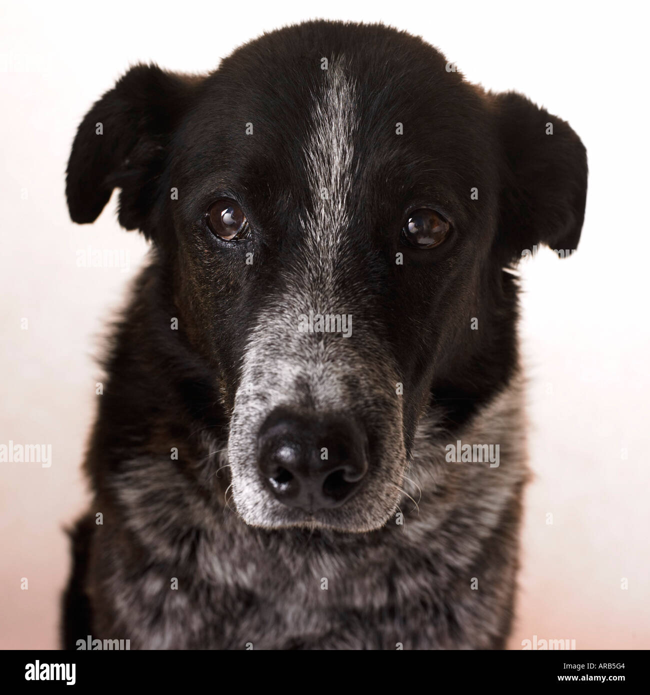 Portrait of Border Collie, Heeler Mix Stock Photo Alamy
