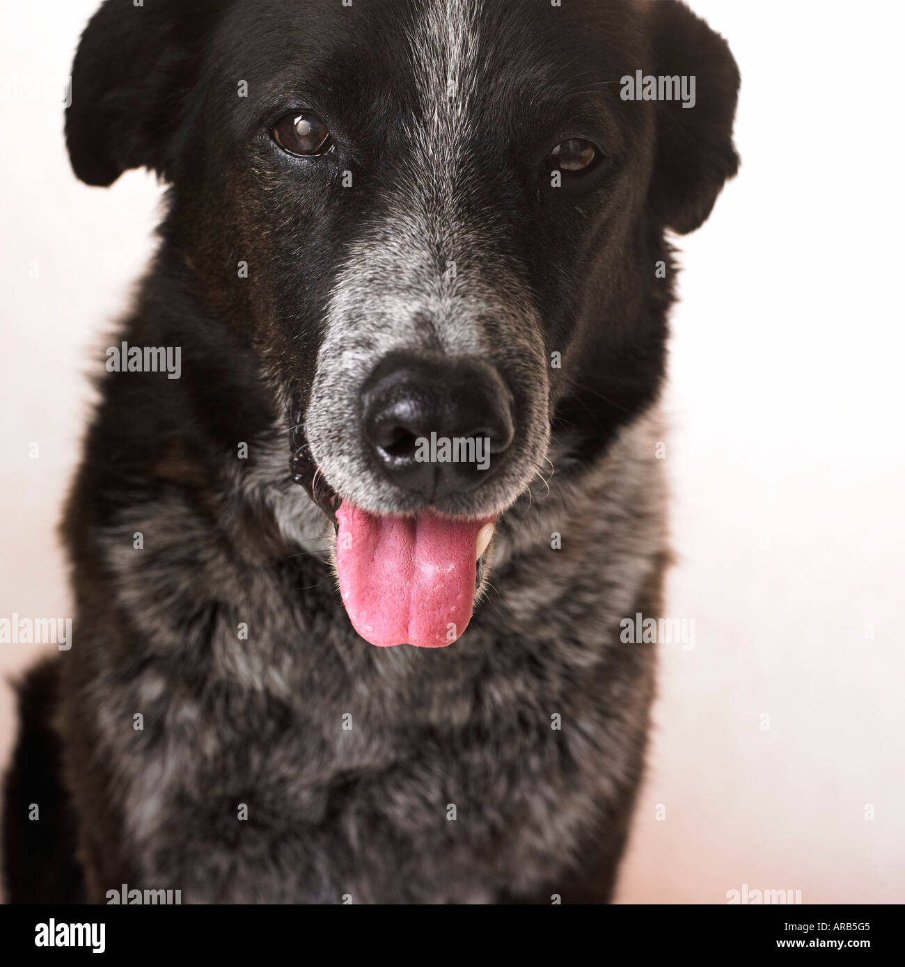 Black Lab Heeler Mix