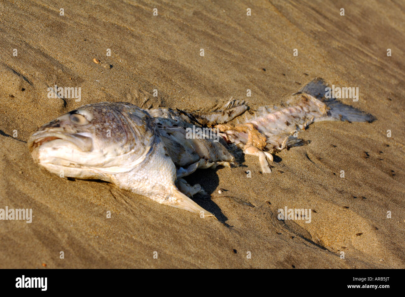 a dead fish decaying rotten foul smelly smelling lying on the beach washed  up on the shore at the coast Stock Photo - Alamy