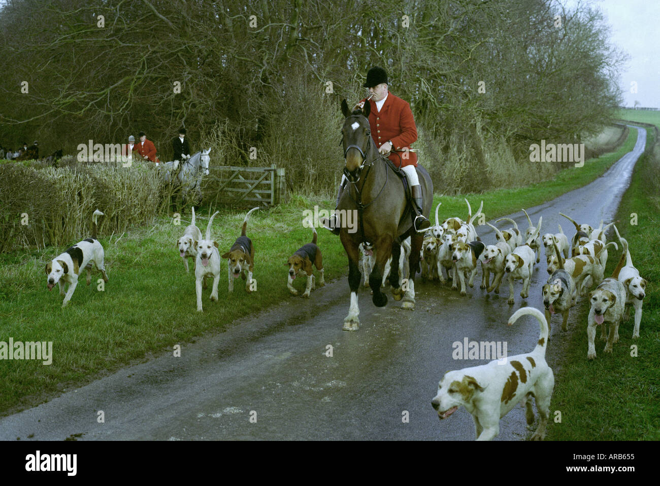 Huntsman for the South Wold Hunt with the Belchford hound pack on a country road in the Lincolnshire Wolds. Stock Photo