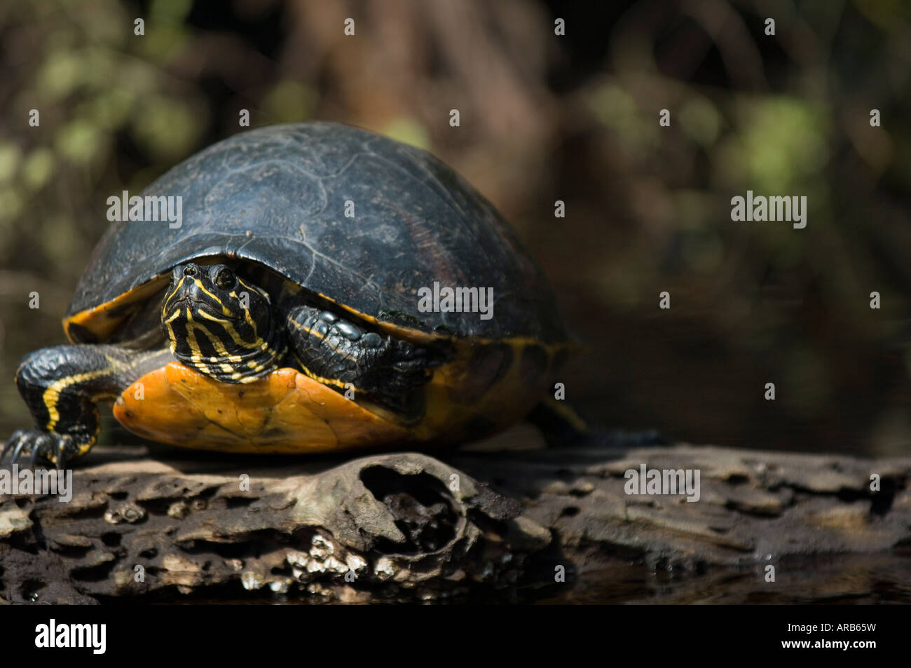 Florida Cooter Pseudemys floridana resting on a log in the Jonathan ...