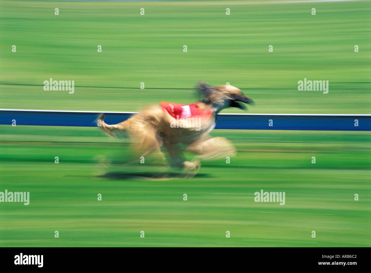 Running Windhund Stock Photo