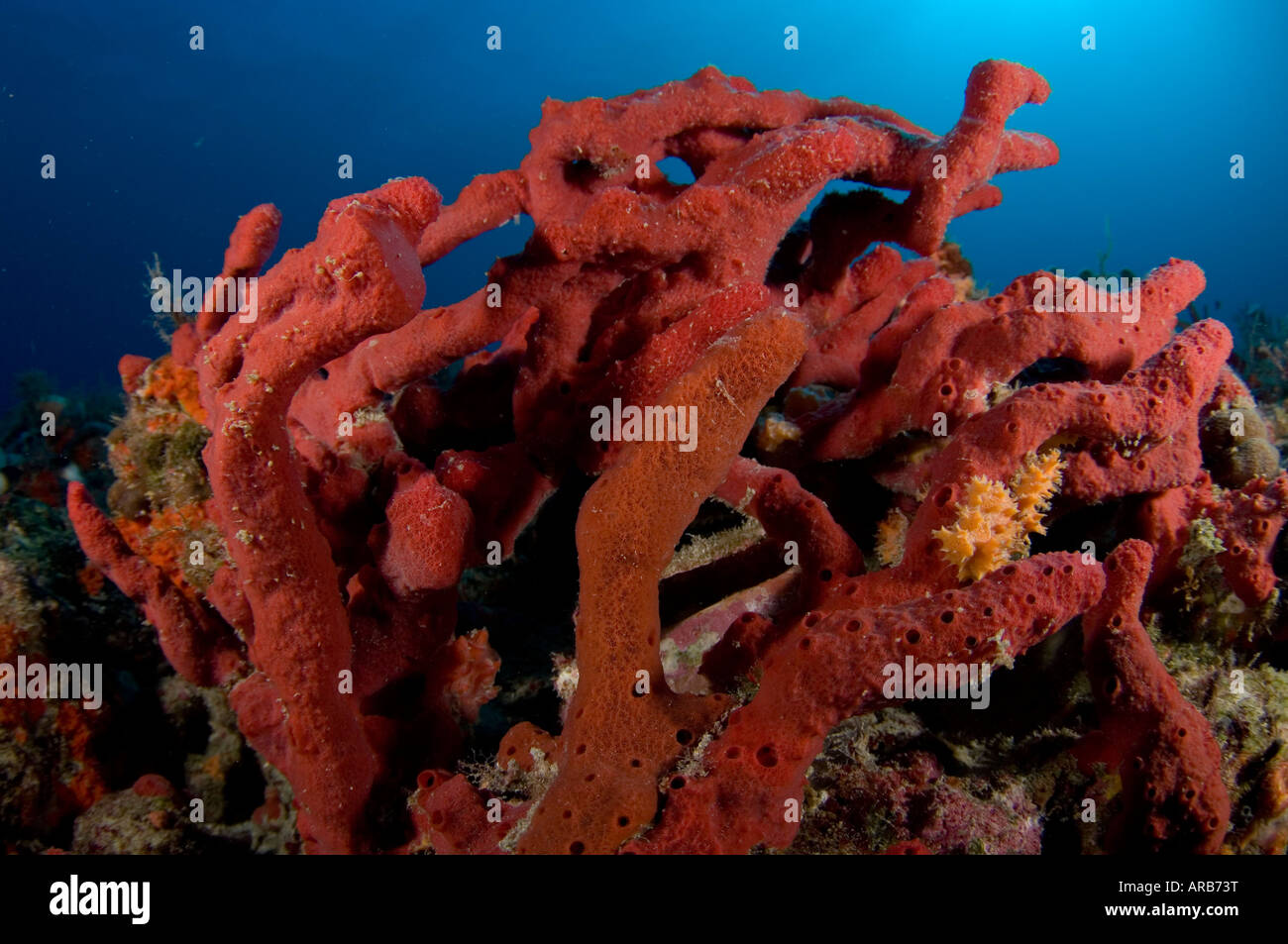 Rope Sponge Amphimedon compressa in Juno Beach FL Stock Photo