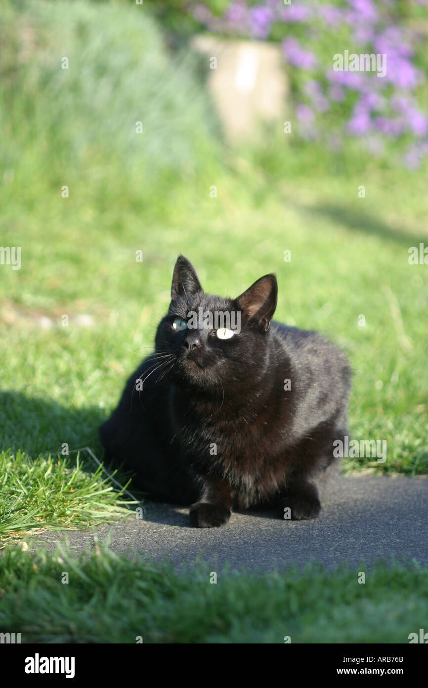 A black cat in the garden Stock Photo - Alamy