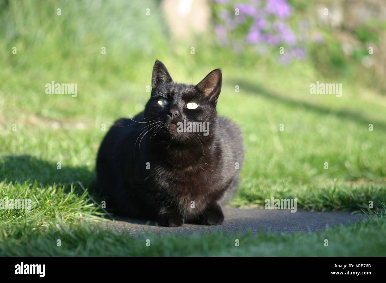 A black cat in the garden Stock Photo - Alamy