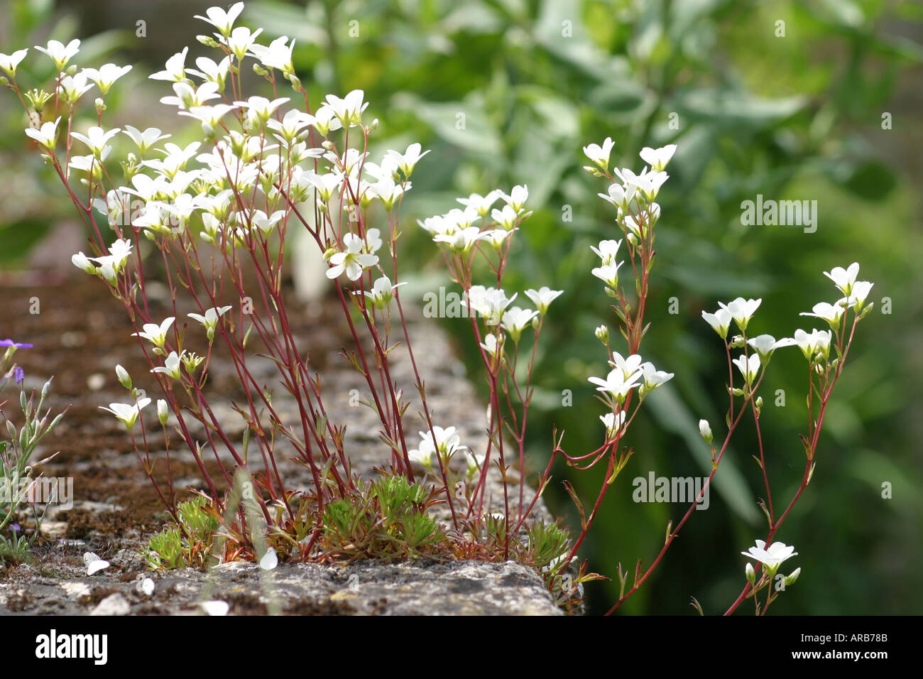 Wild flowers growing out of a garden wall Stock Photo - Alamy