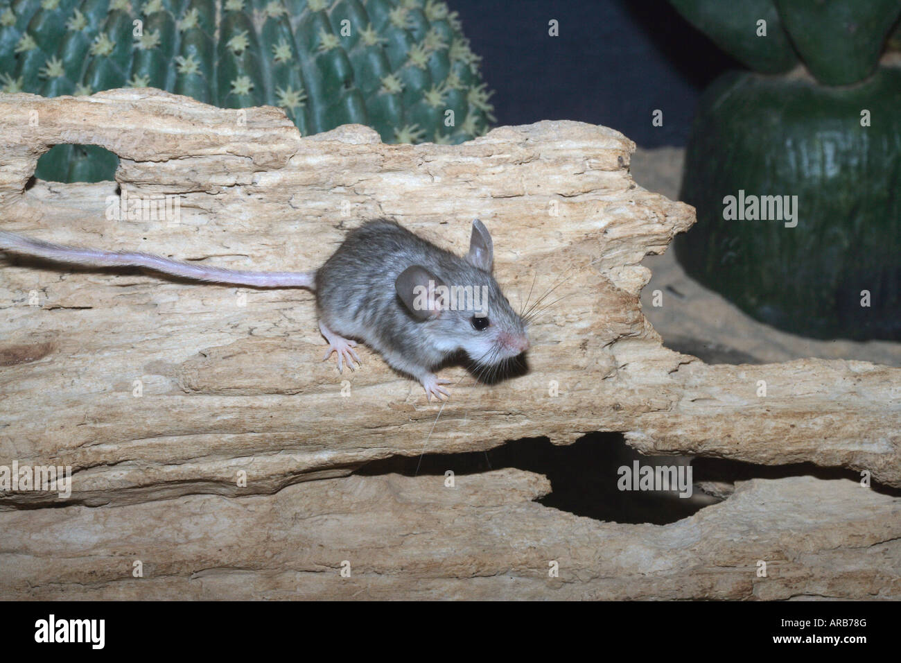 Mouse like hamster Calomyscus mystax Native to central Asia Stock Photo