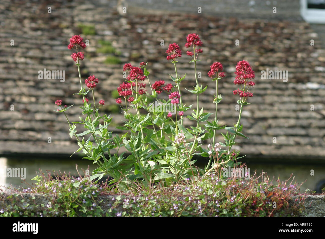Wild flowers growing out of a garden wall Stock Photo - Alamy