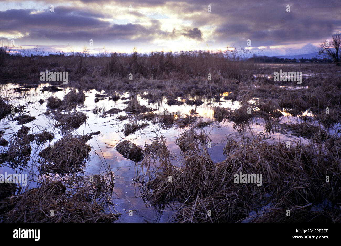 humid area in mead landscape by sunset Stock Photo