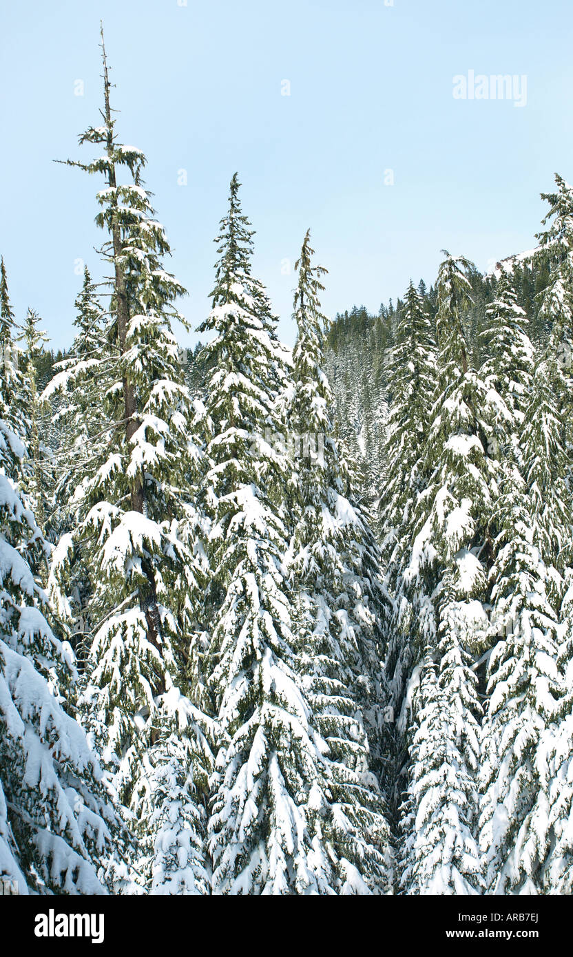 Trees covered in snow Stock Photo - Alamy