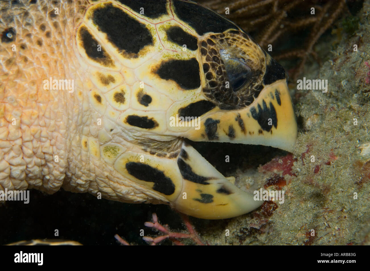 Hawksbill turtle eretmochelys imbricata eating hires stock photography