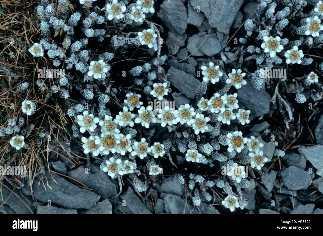 The New Zealand Edelweiss an alpine flower leucogenes grandiceps Flora Saddle Kahurangi National Park South Island Stock Photo