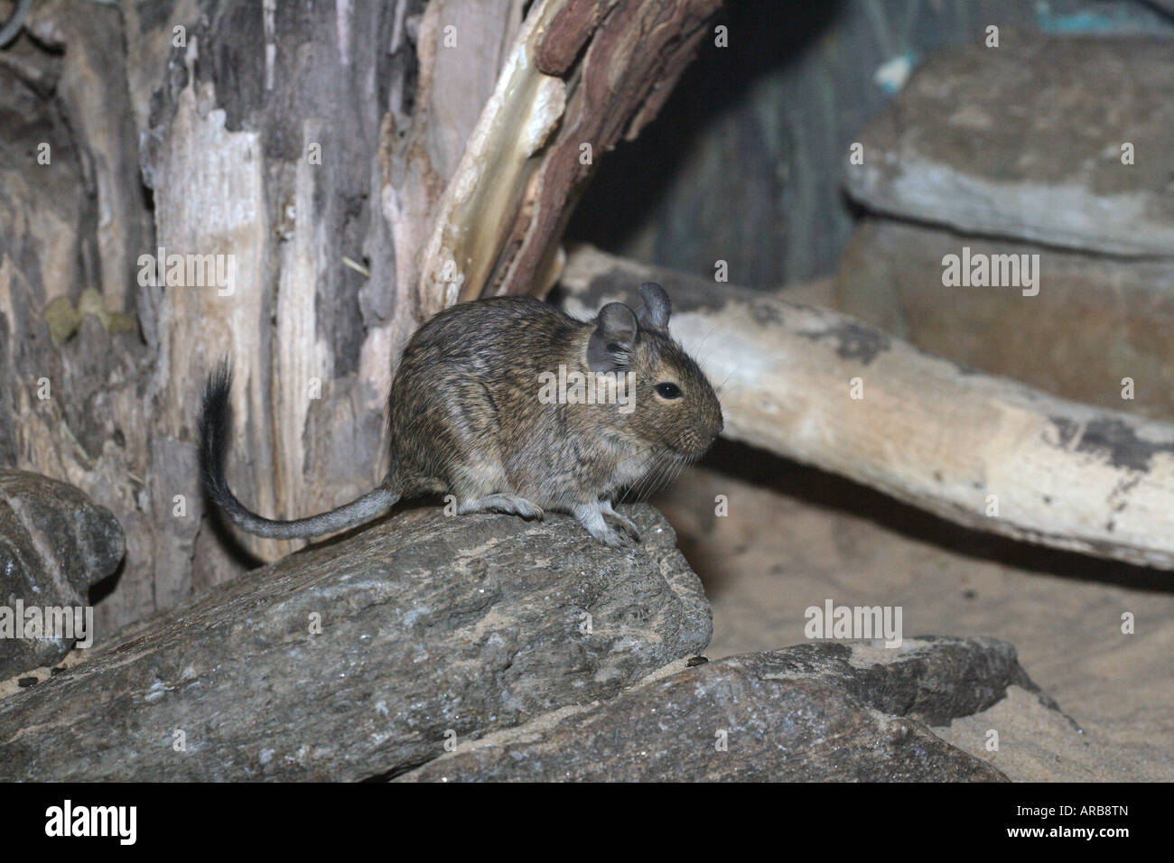 Degu Octodon degus native to Chile Stock Photo