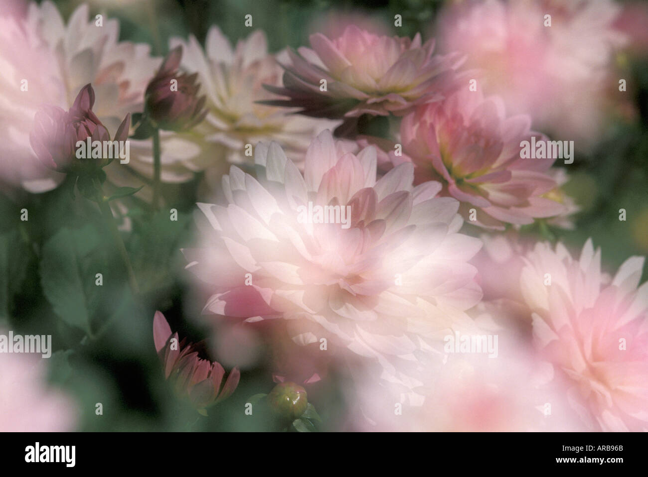 Rosa edelweiss hi-res stock photography and images - Alamy