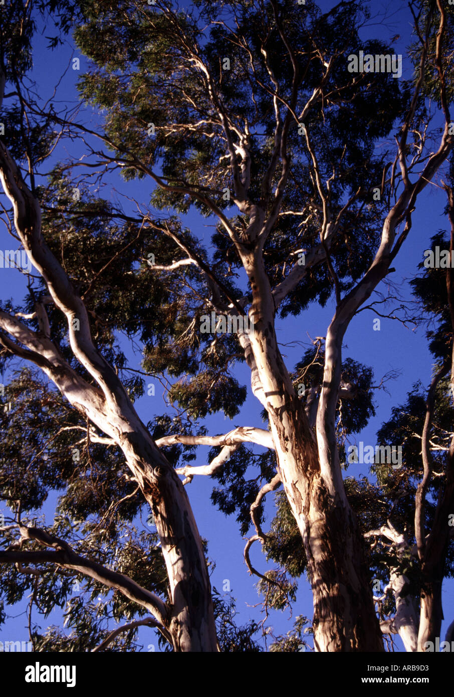 Gum trees Adelaide South Australia Stock Photo Alamy