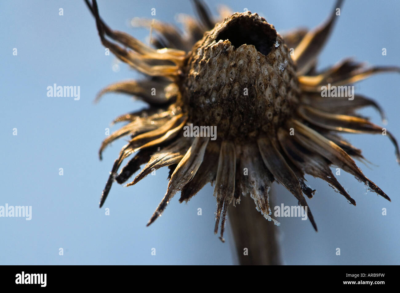 Coneflower seedhead Echinacea Stock Photo