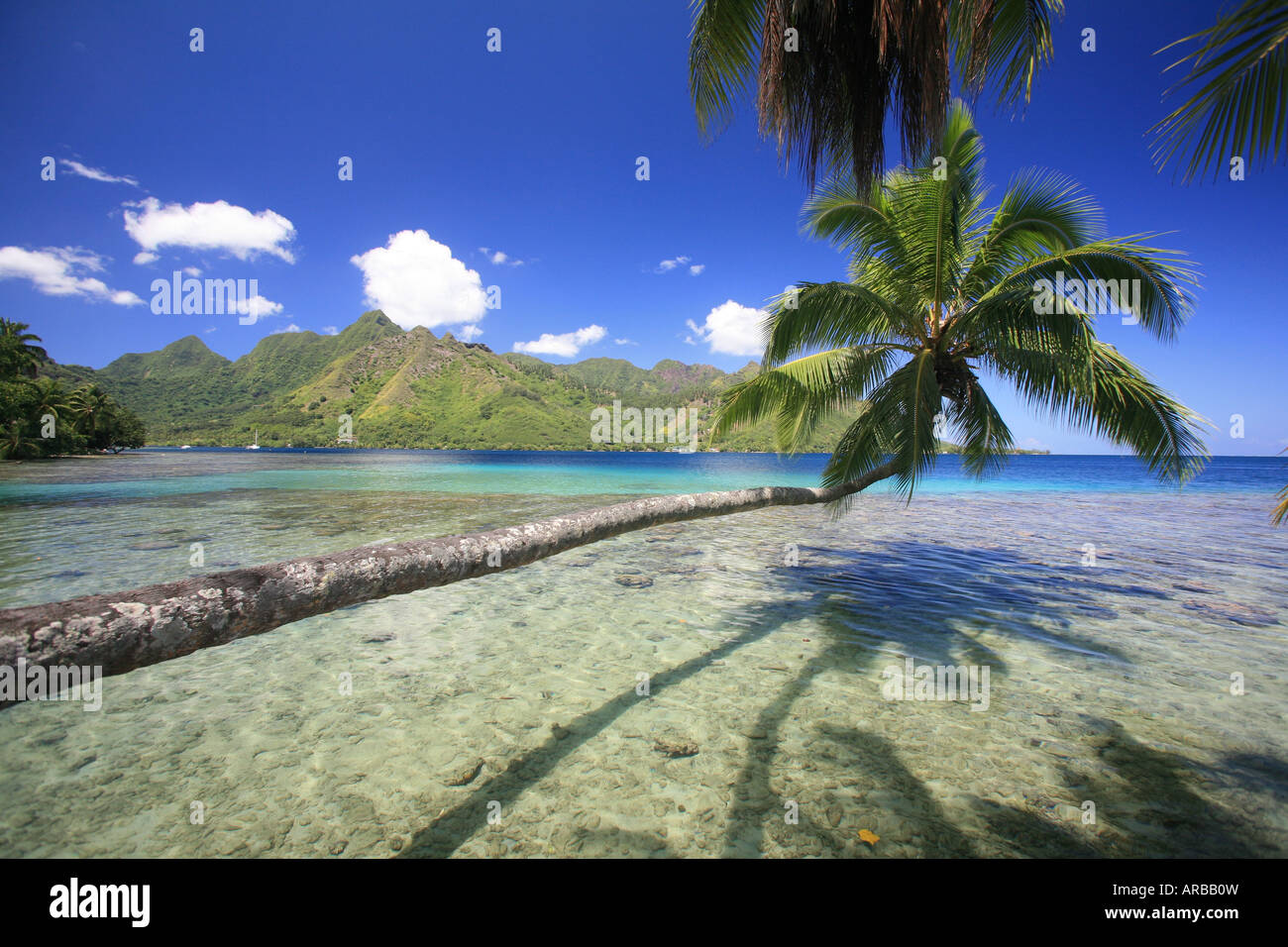 geography / travel, France, French Polynesia, Society Islands, Moorea, landscape / landscapes, mountains, overgrown, palm tree, Additional-Rights-Clearance-Info-Not-Available Stock Photo