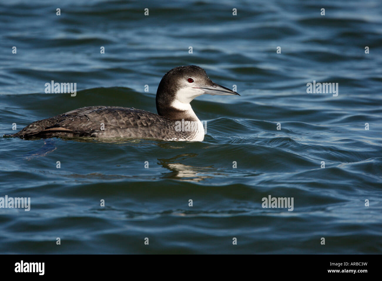 Great northern diver Gavia immer New Jersey USA winter Stock Photo