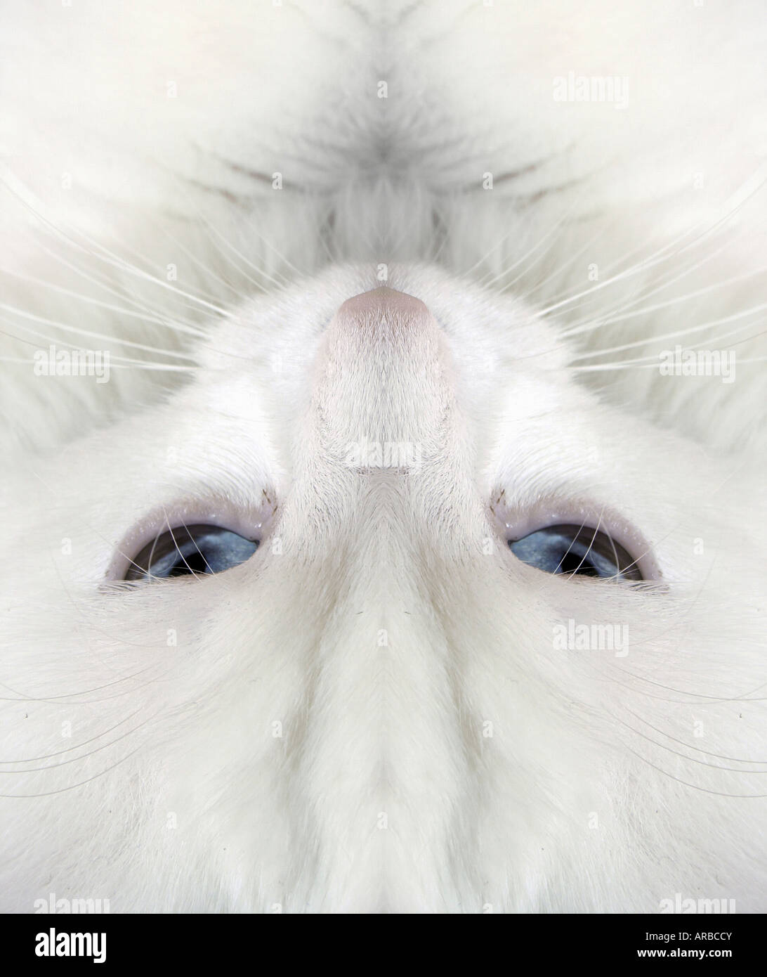White cat closeup Stock Photo - Alamy
