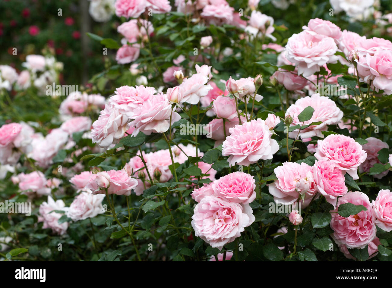 Pretty Jessica Rose Garden Stock Photo
