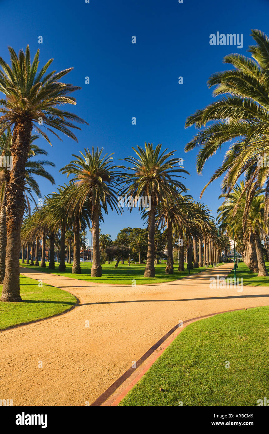Palm Trees, St Kilda, Melbourne, Victoria, Australia Stock Photo Alamy