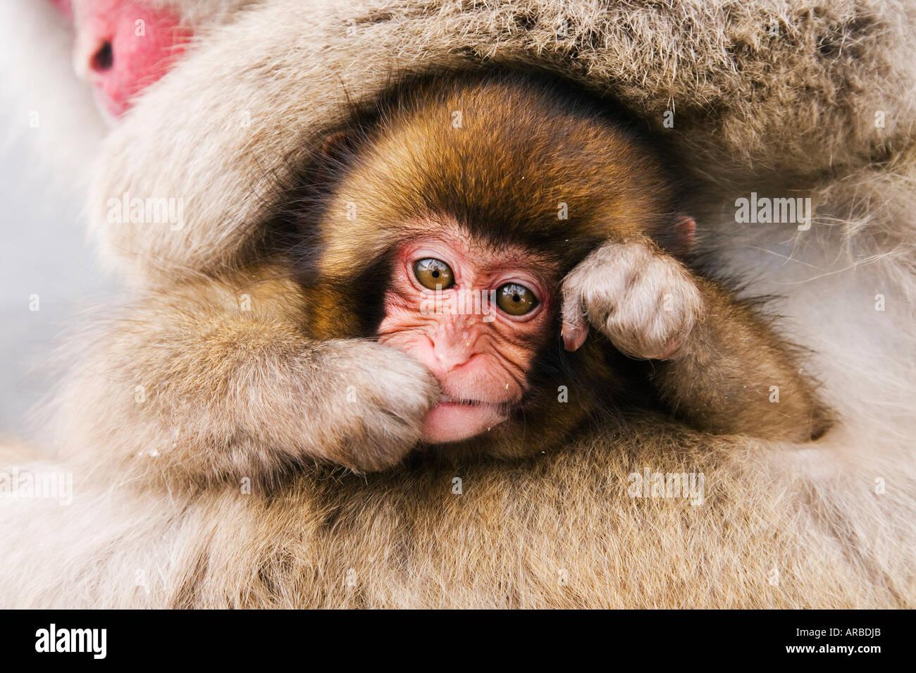 Portrait of Baby Japanese Macaque Stock Photo