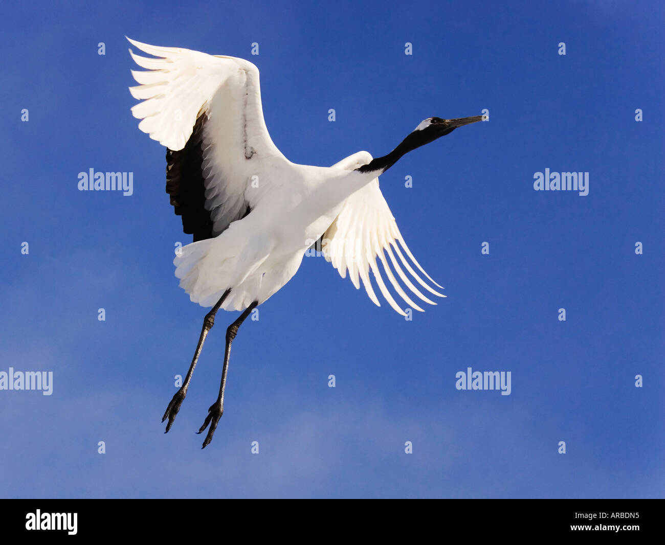 Red-crowned Crane in Flight Stock Photo