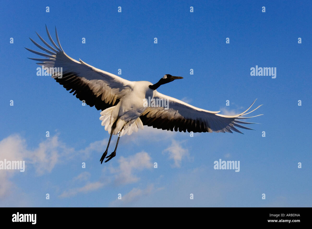 Red-crowned Crane in Flight Stock Photo