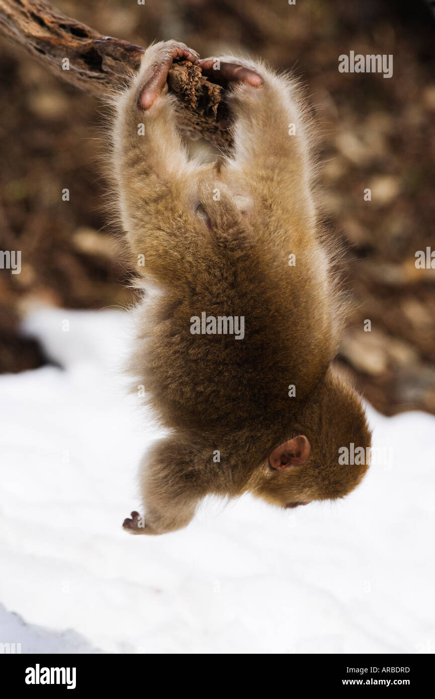 Baby Japanese Macaque Swinging Upside Down From Tree Stock Photo Alamy