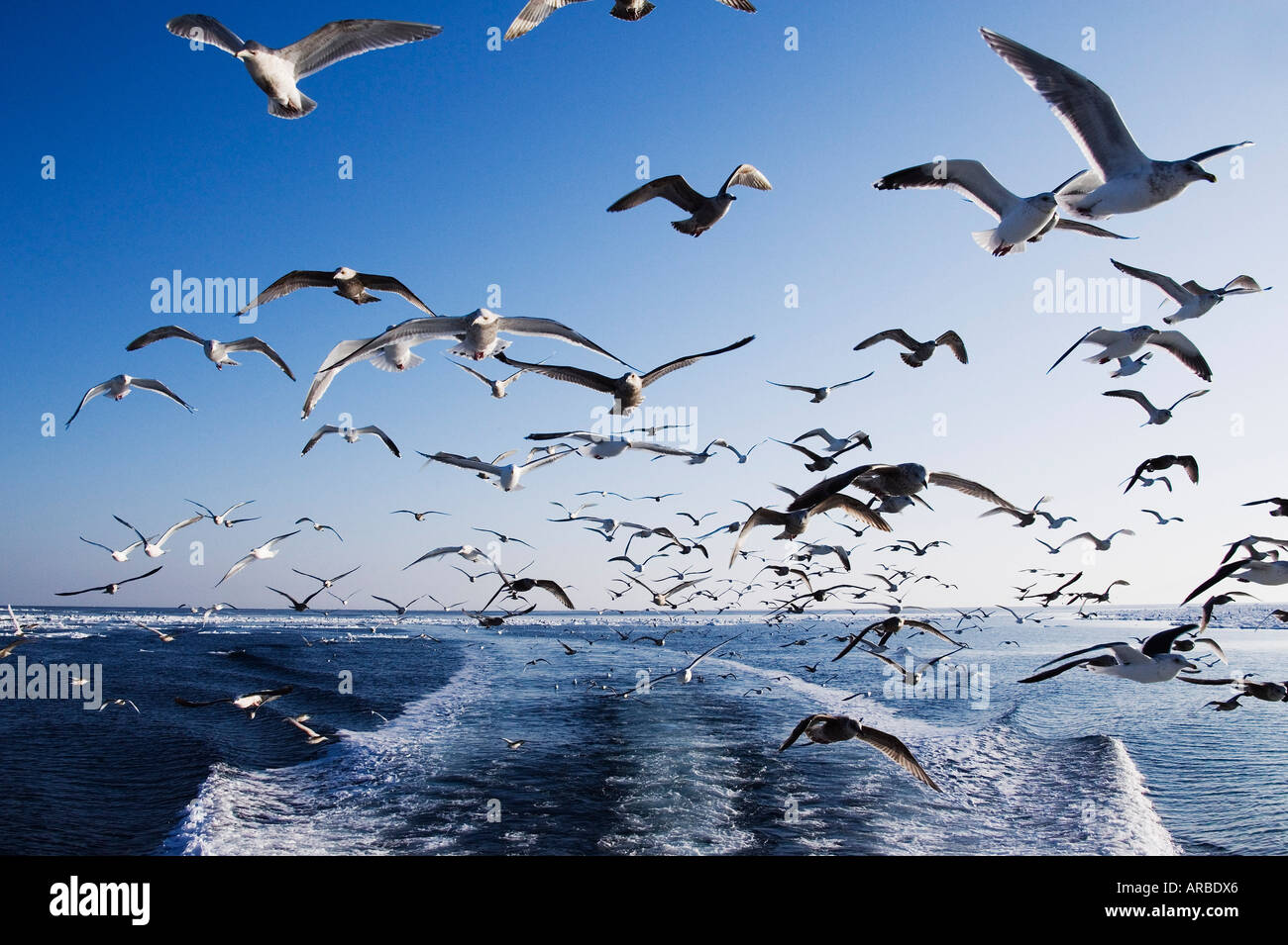 Seagulls Following Boat, Nemuro Channel, Shiretoko Peninsula, Hokkaido, Japan Stock Photo