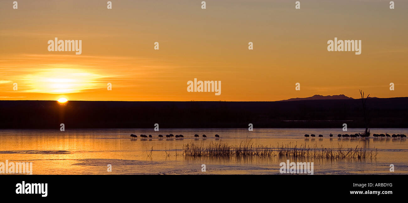 Bosque del apache wildlife reserve hi-res stock photography and images ...