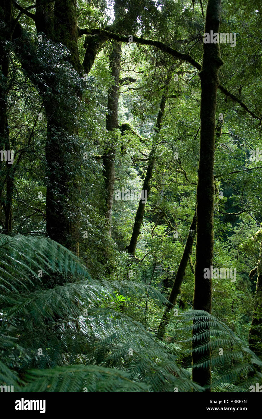 Rain forest Trees, Tasmania Australia Stock Photo - Alamy