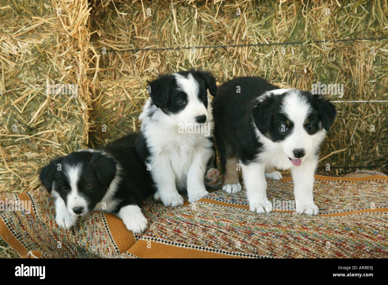 Border Collie Puppies on saddle blanket, cattle ranch. Stock Photo